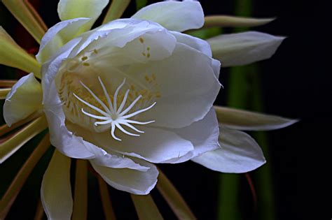 昙花风水